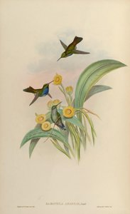 Damophila amabilis de John Gould